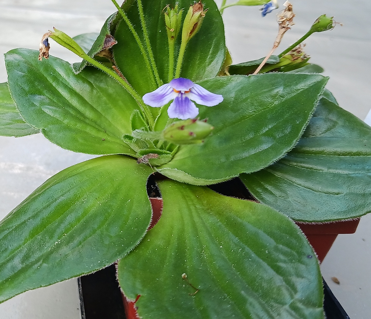 Craterostigma_pumilum