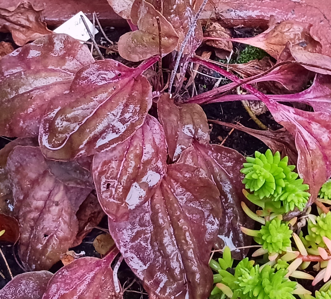 Plantago major Rubra