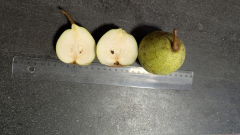 Erste Ernte von einem Sämling von Conference