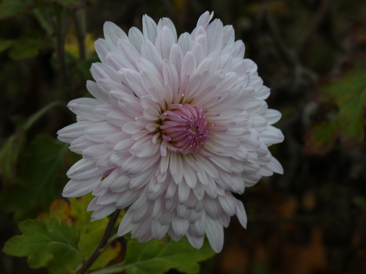 Chrysanthemum `Nebelrose`