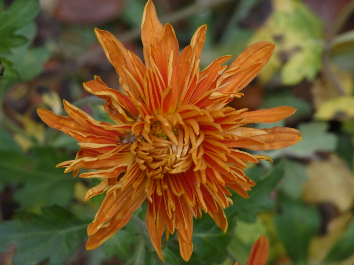Chrysanthemum `Ordensstern`