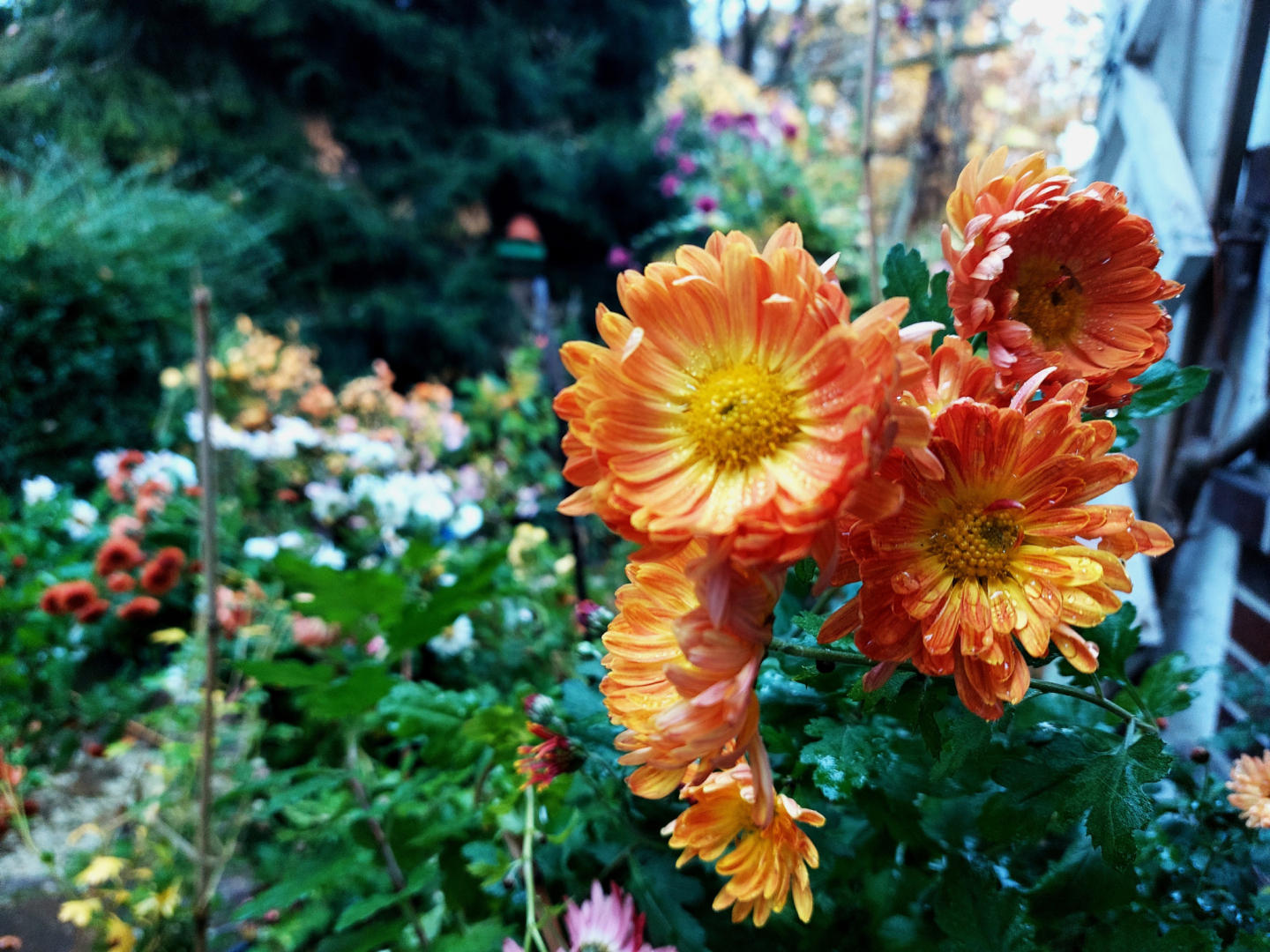 20251109_155348 Chrysanthemum `Provencale ´