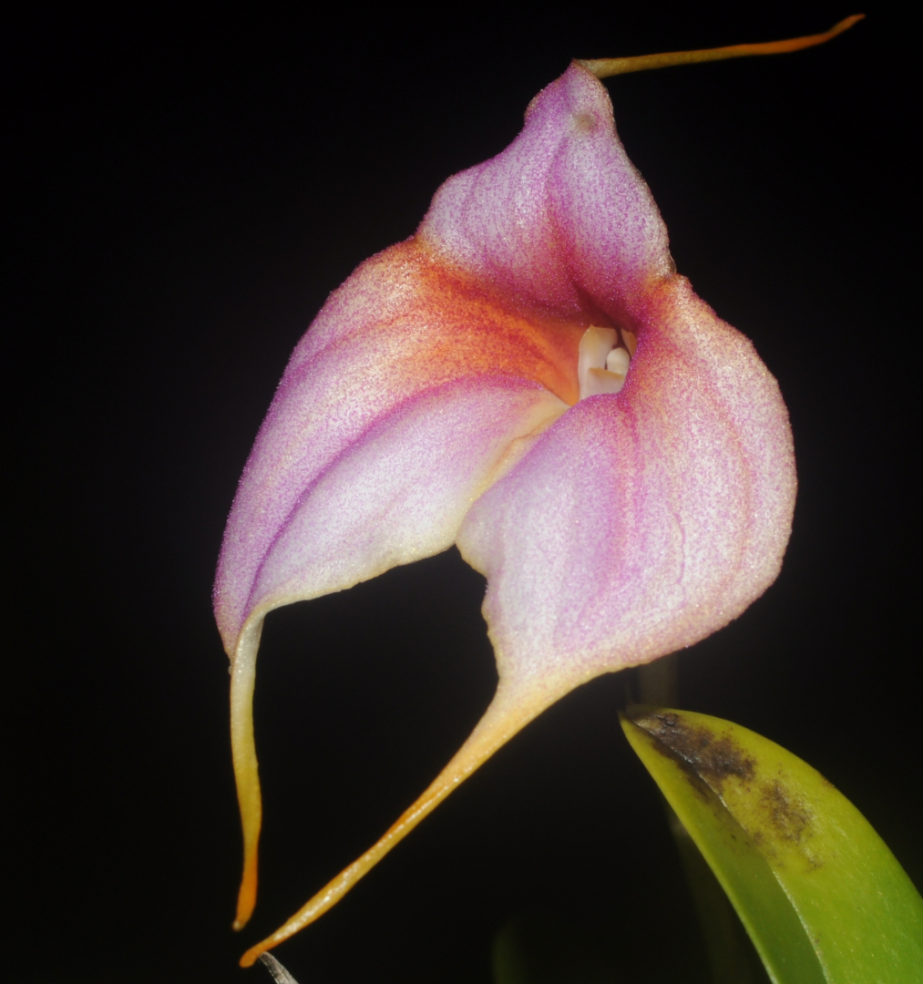 Masdevallia