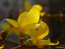 forsythie_2007_04_01_217.jpg