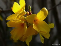 forsythie_2007_04_01_264.jpg