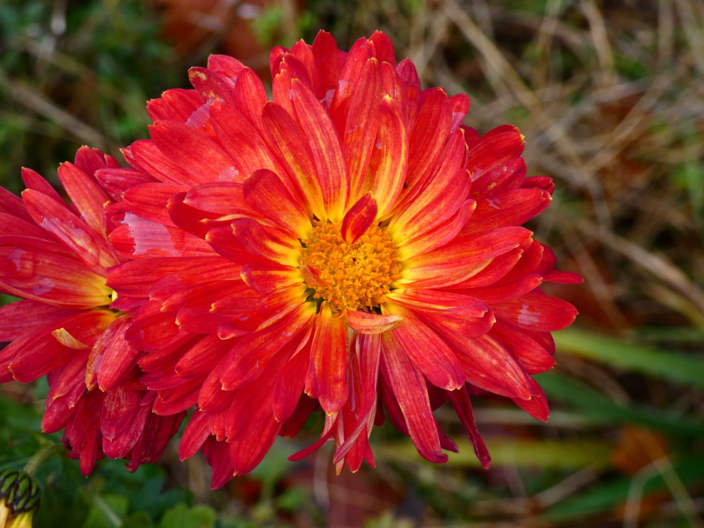 Chysanthemum