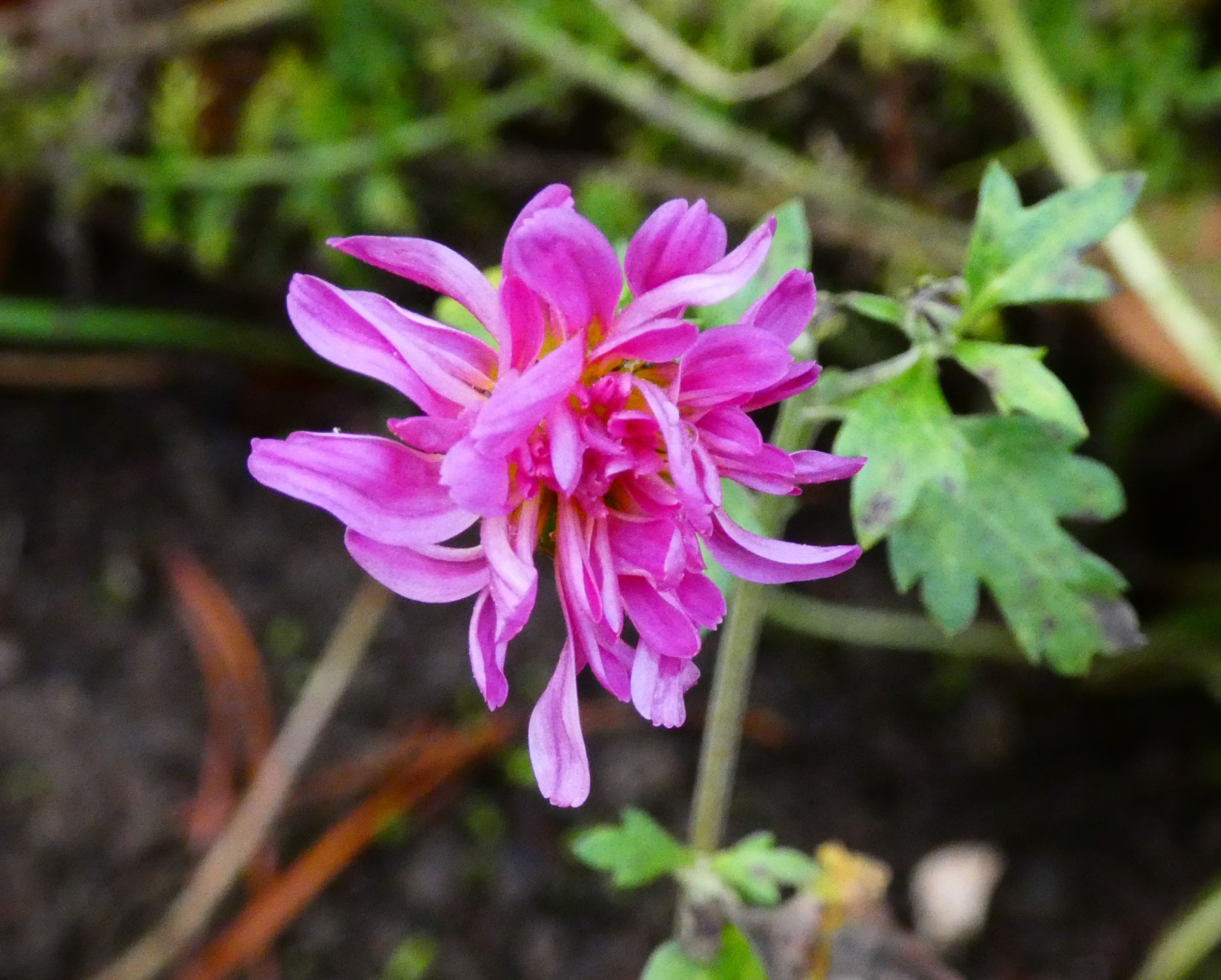 Chrysanthemum `Schweizerland`