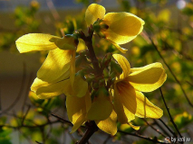 forsythie_2007_04_01_267.jpg