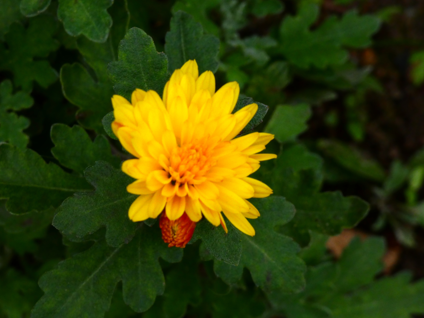 Chrysanthemum `Bienchen `