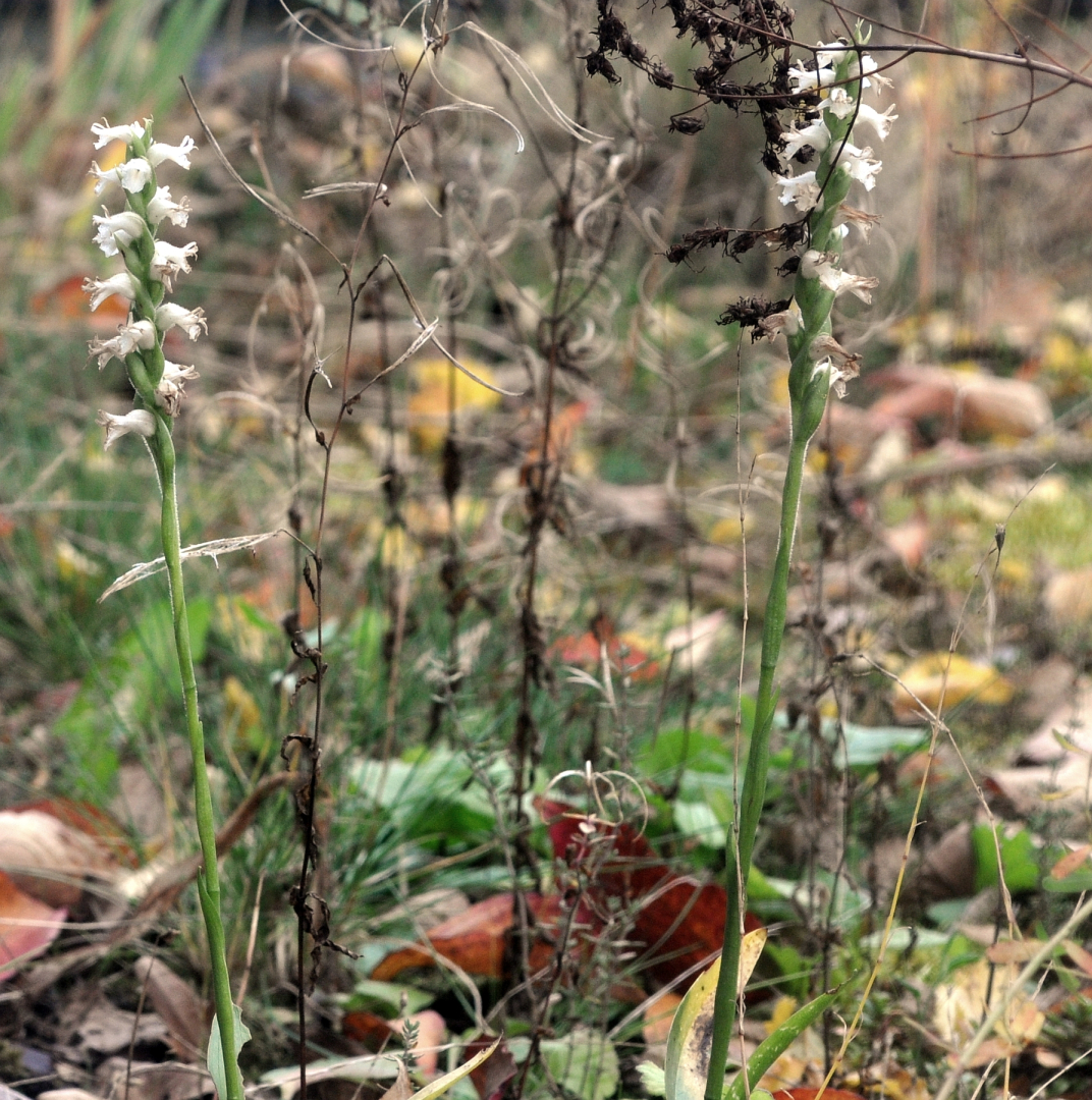 Spiranthes cernua