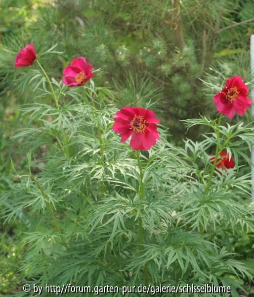 Paeonia anomala, rot