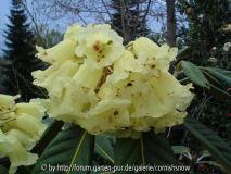 Rhododendron macabeanum