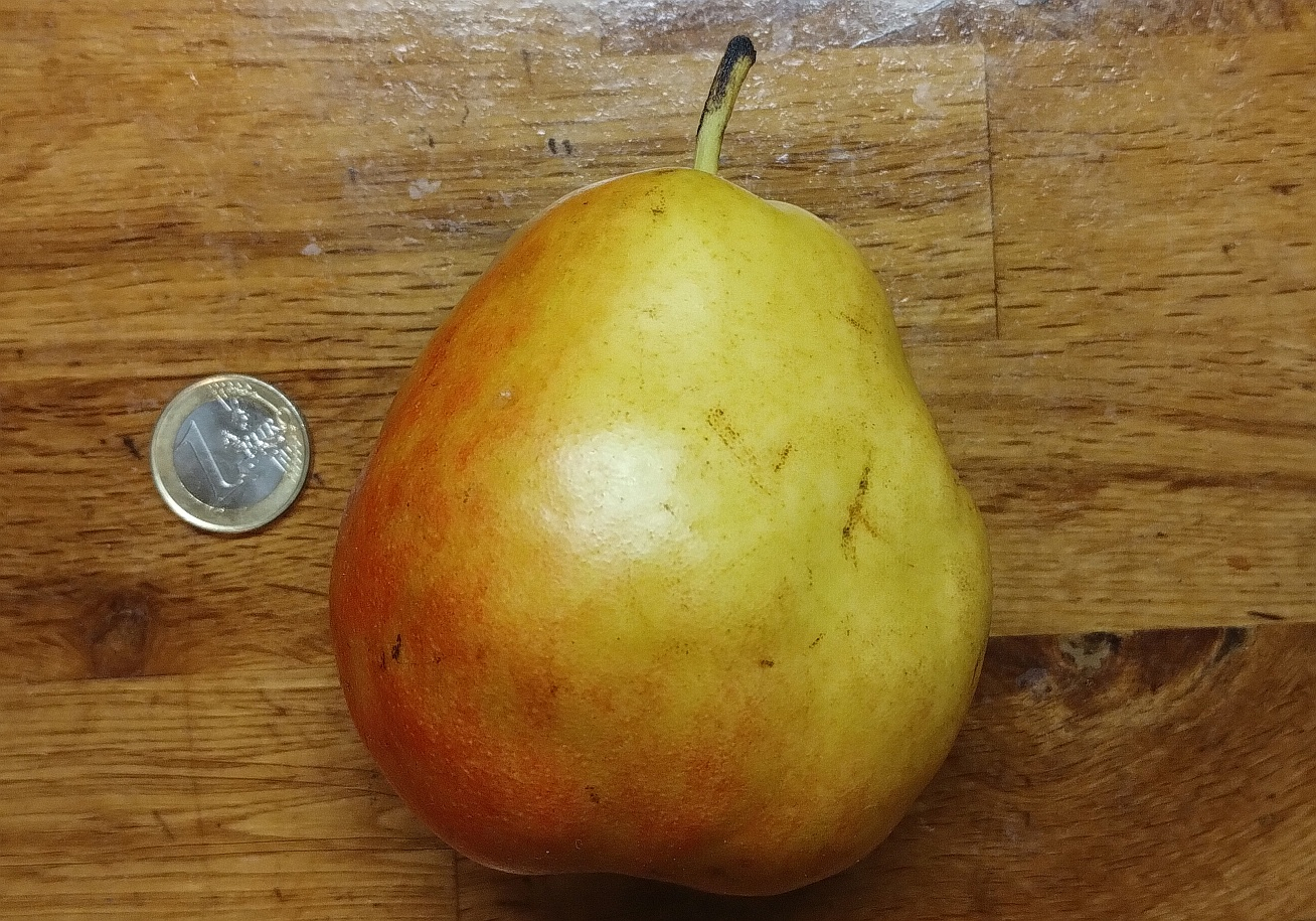 251118_Auringer Winterbirne 1