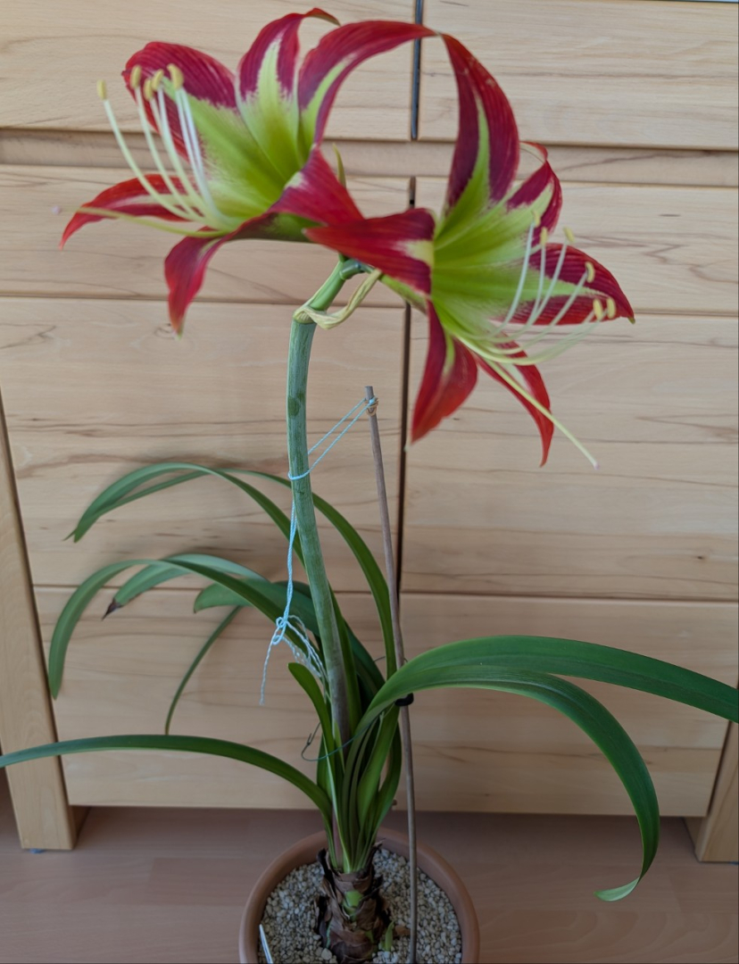 PXL_20251119_084052402