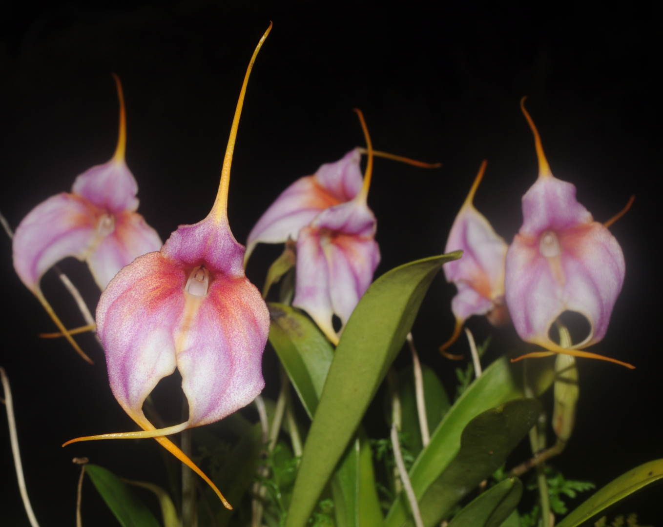 Masdevallia