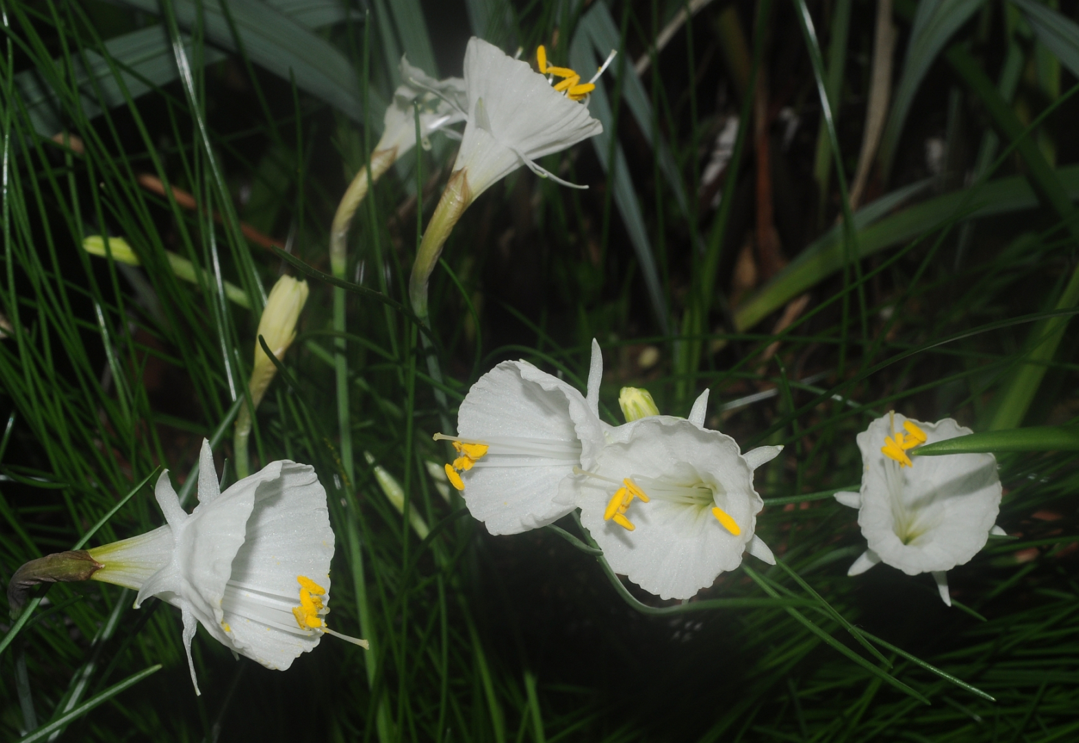 Narcissus 'Nylon Group'
