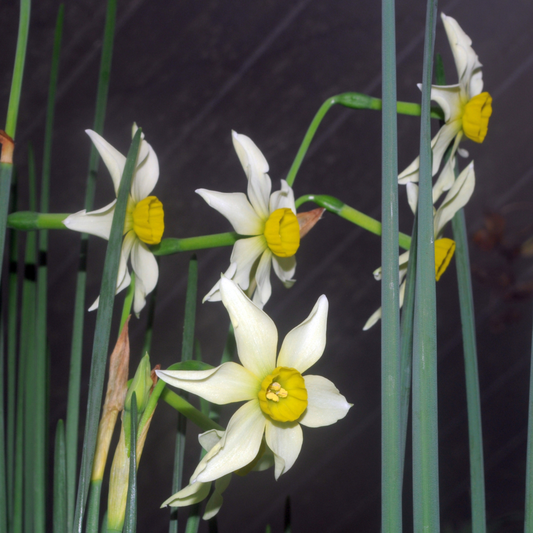 Narcissus 'Viridiflora'