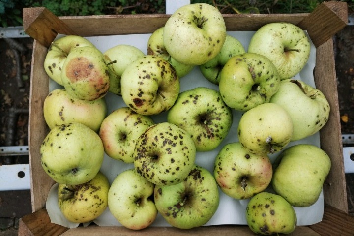 251012_Äpfel 2025 stark Sf nach 3 Wo Regen im Juni und ohne Auslichtung