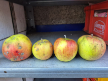 251213_Lageräpfel 2