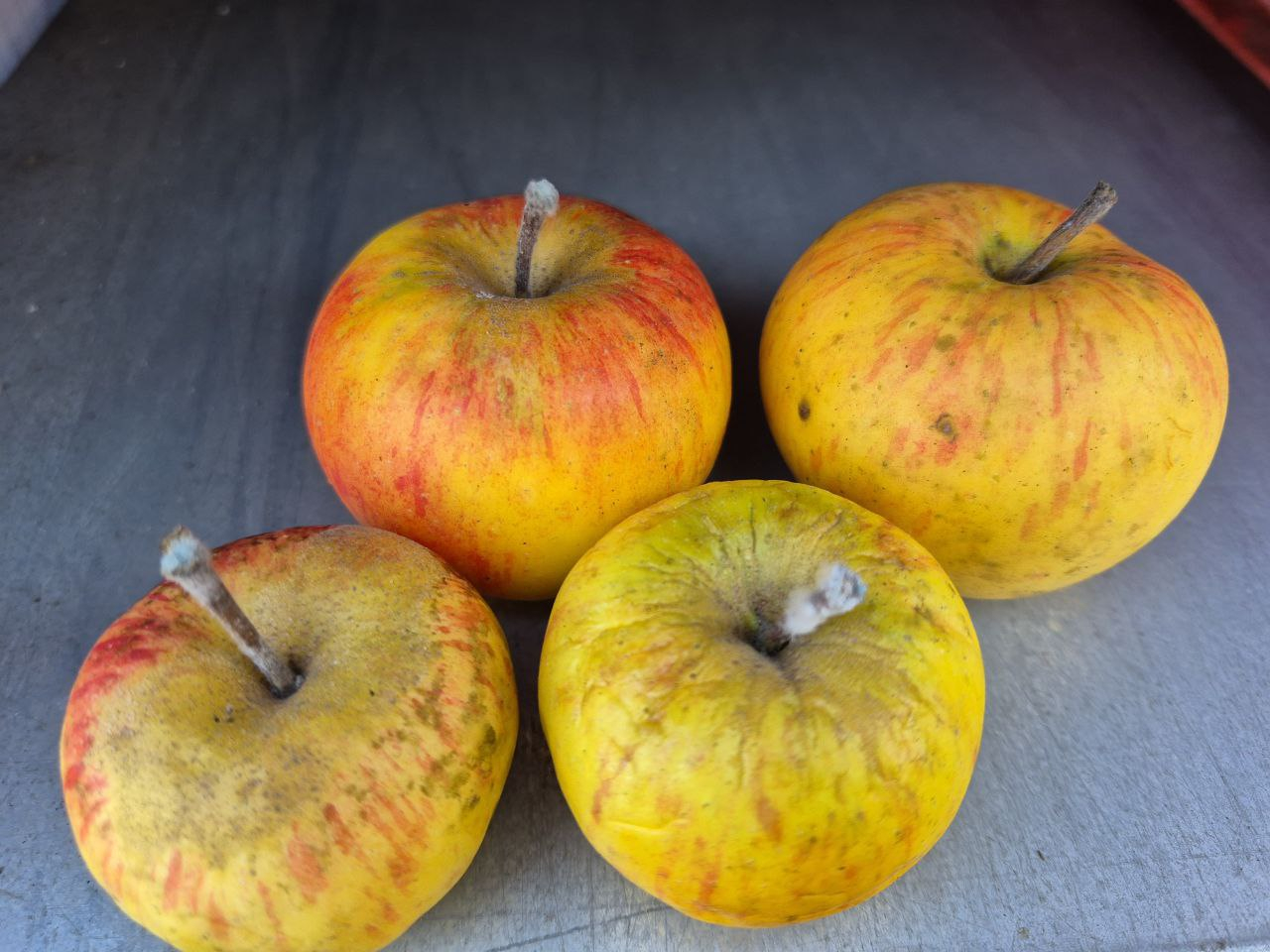 251213_Lageräpfel 3