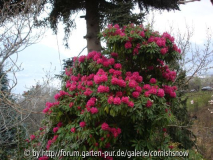 Rhododendron arboreum