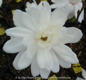 Magnolia stellata 'Wildcat'