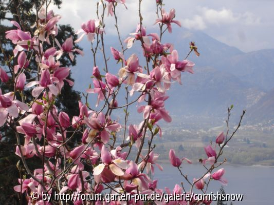 Magnolien Eisenhut I