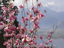 Magnolien Eisenhut I