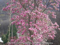 Magnolien Eisenhut II