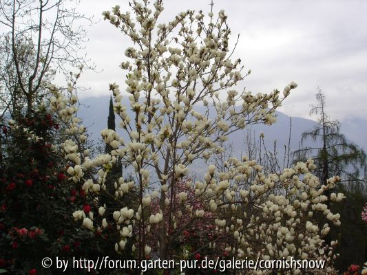 Magnolien Eisenhut III