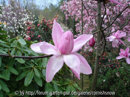 Magnolien Eisenhut IV