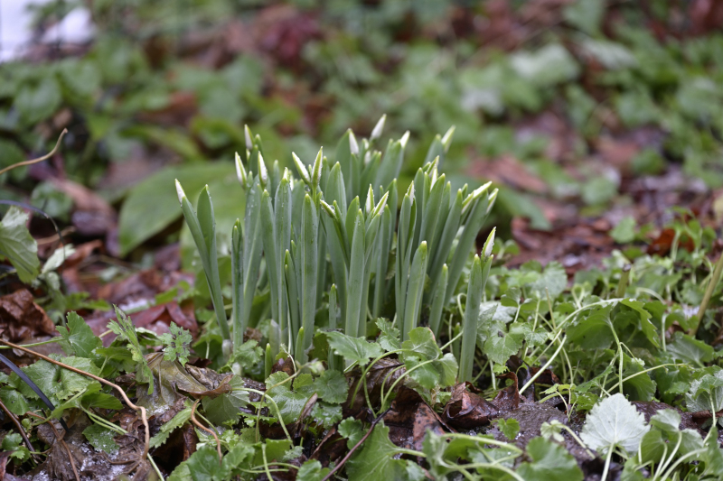 Gloeckchen-Jan1226_015_01
