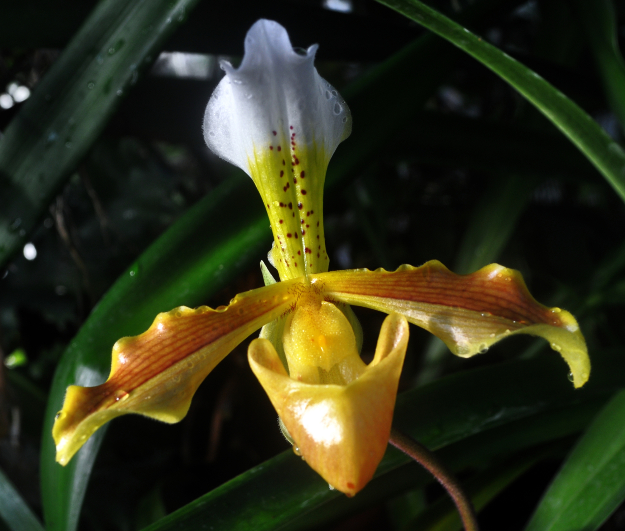 Paphipedilum insigne