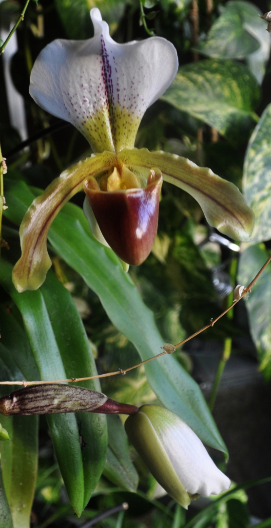 Paphipedilum x Leeanum