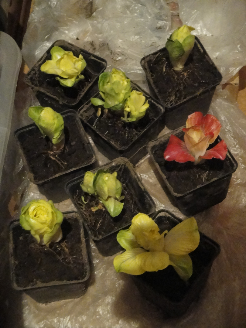 Meine Treiberei Grumolo verde und eine rosa Isontina