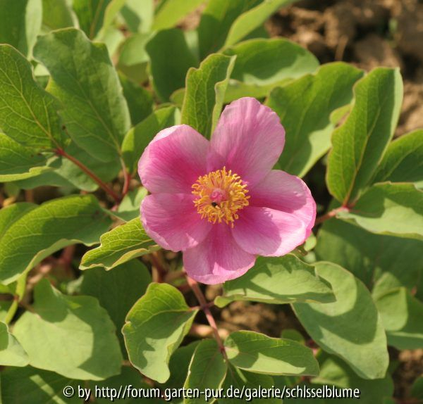 Paeonia mlokosewitschii Mix