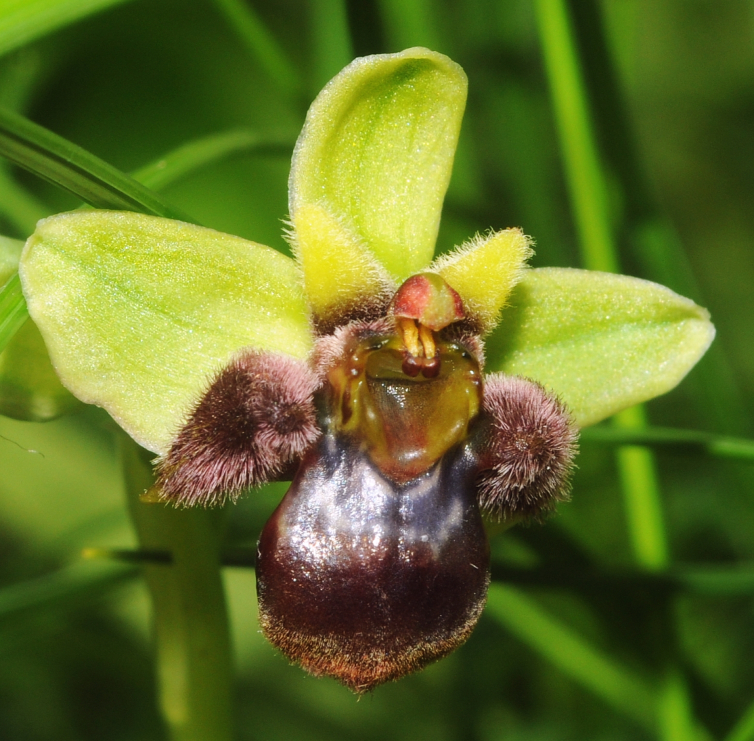 Ophrys bombyliflora