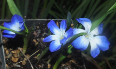 Thecophilaea cyanocrocus 2