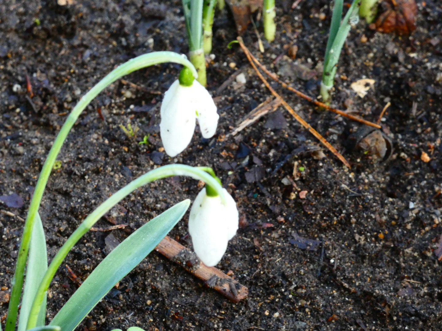 Galanthus elvesii