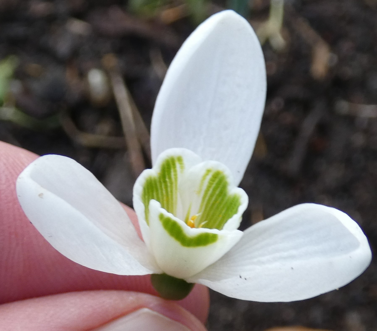 Galanthus 'Mrs Macnamara'