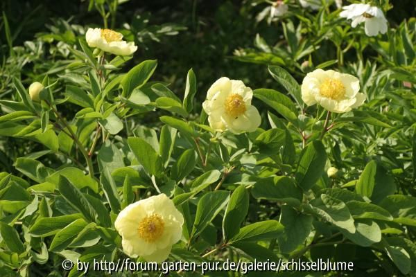 Paeonia mlokosewitschii