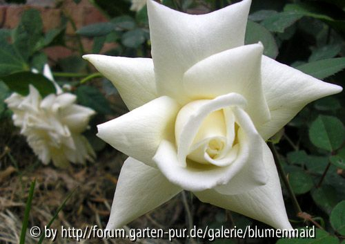 Kaiserin Auguste Viktoria Blüte I