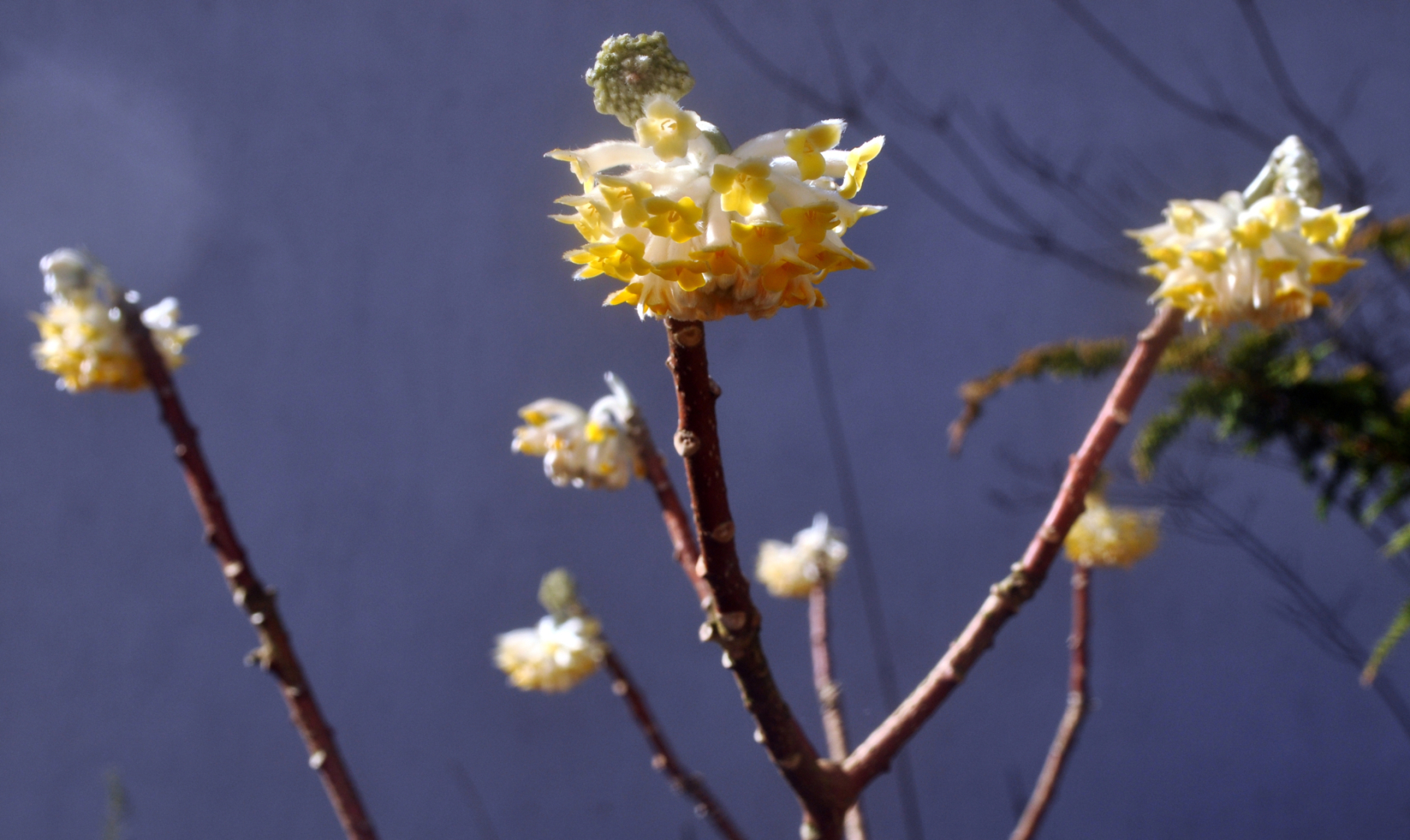Edgeworthia 1
