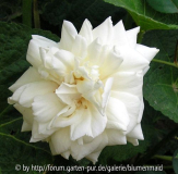 Kaiserin Auguste Viktoria Blüte II