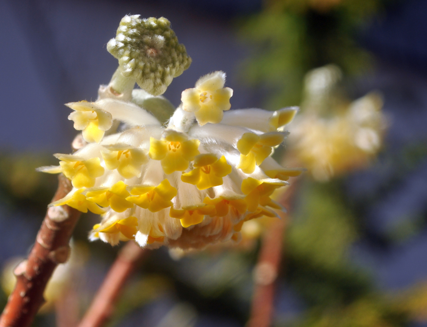 Edgeworthia 2