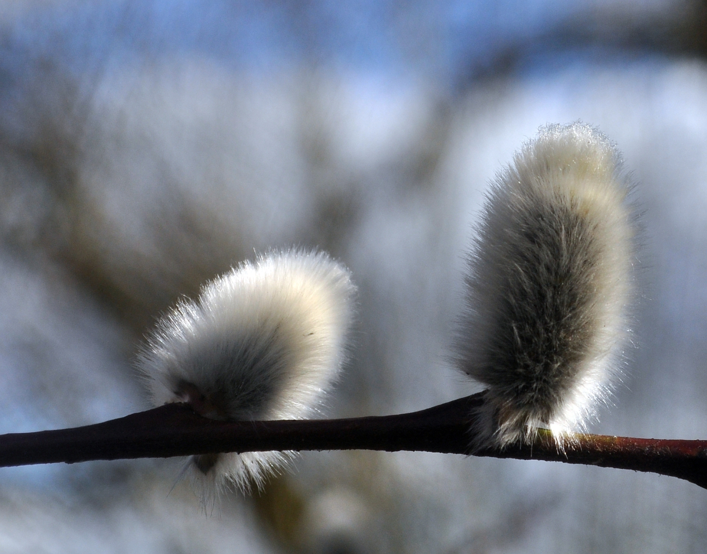 Salix daphnoides