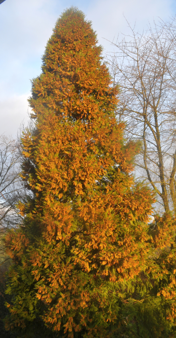 Calocedrus decurrens