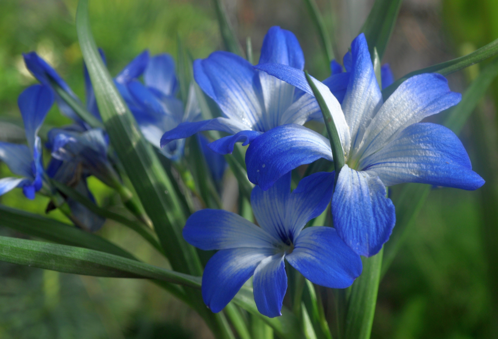 Thecophilaea cyanocrocus