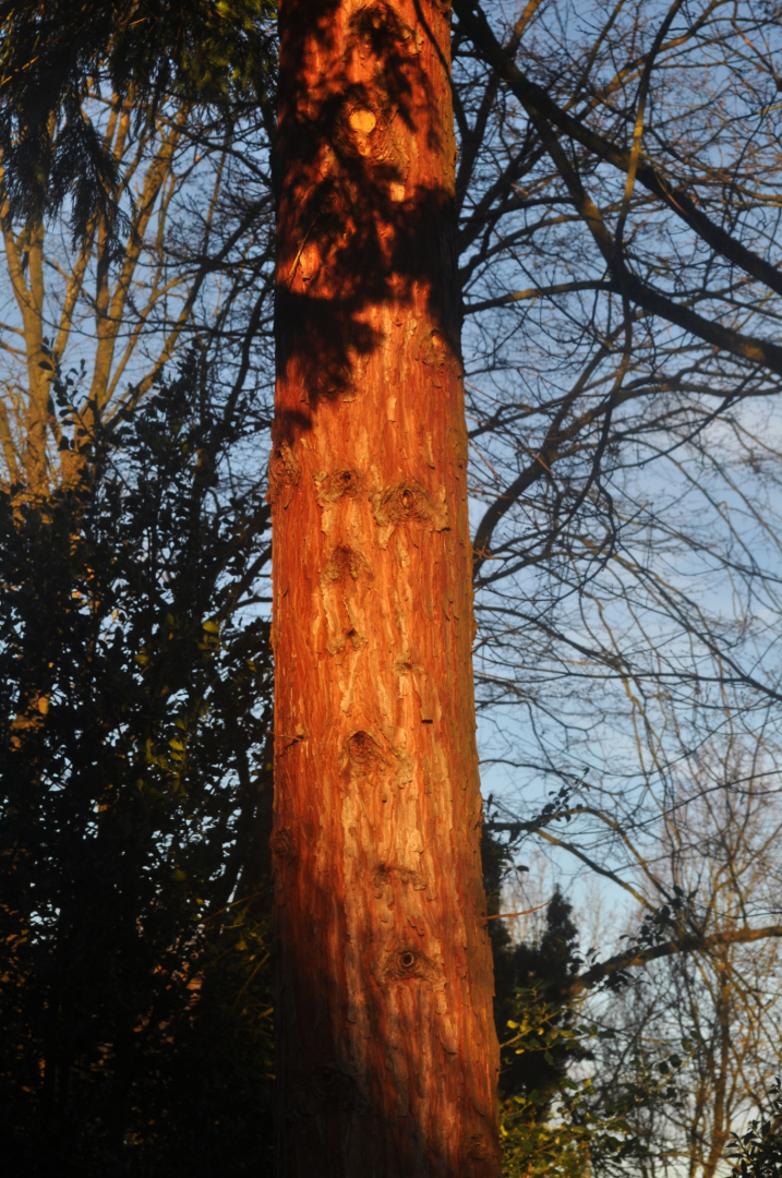 Calocedrus decurrens Stamm