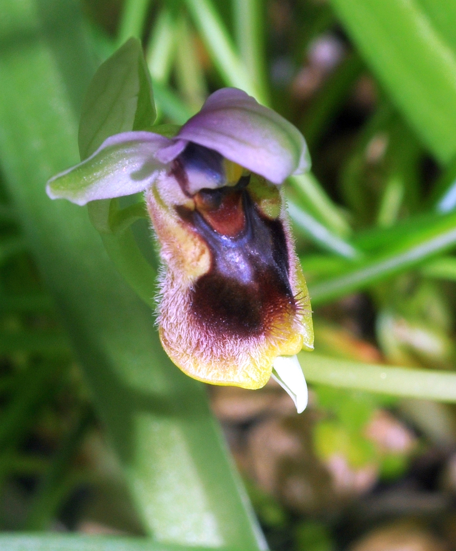 Ophrys tenthredinifera
